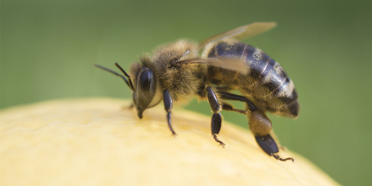 bee sting remedies