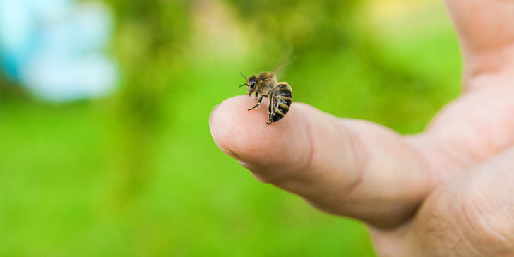 The 6 Best Home Remedies for Bee Stings